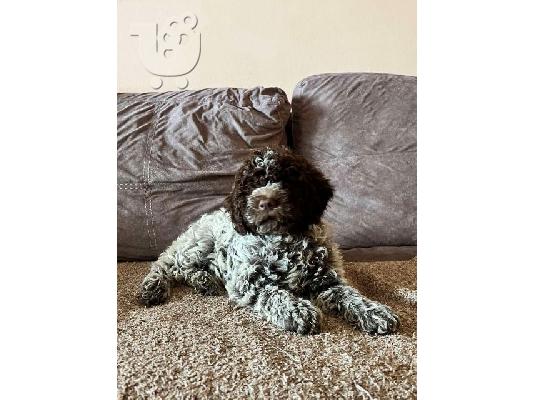 Κουτάβια Lagotto Romagnolo